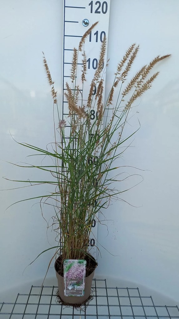 Pennisetum 'Karley Rose' - pot 3L -