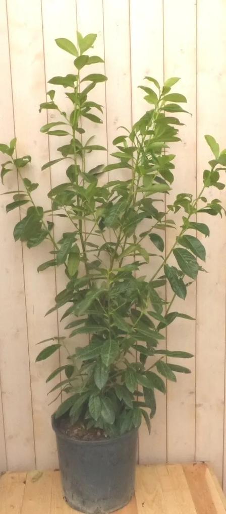 Prunus rotundifolia 160 cm