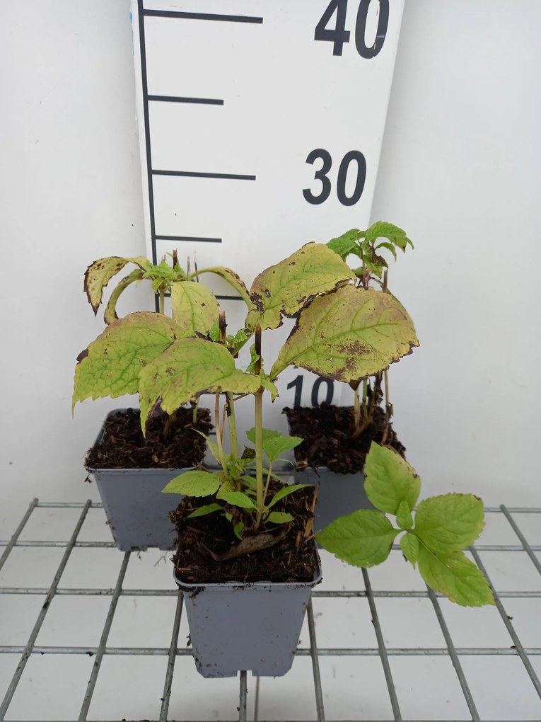 Eupatorium purpureum - pot 9x9 cm -