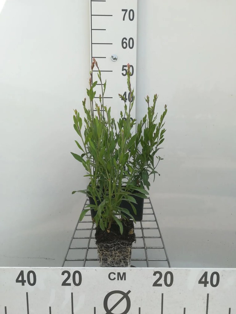 Gaura lindheimeri 'Whirling Butterflies' - Prachtkaars - pot 9x9 cm -