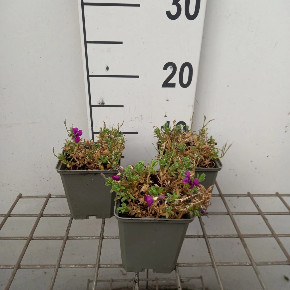 Aubrieta 'Regado Red' - pot 9x9 cm