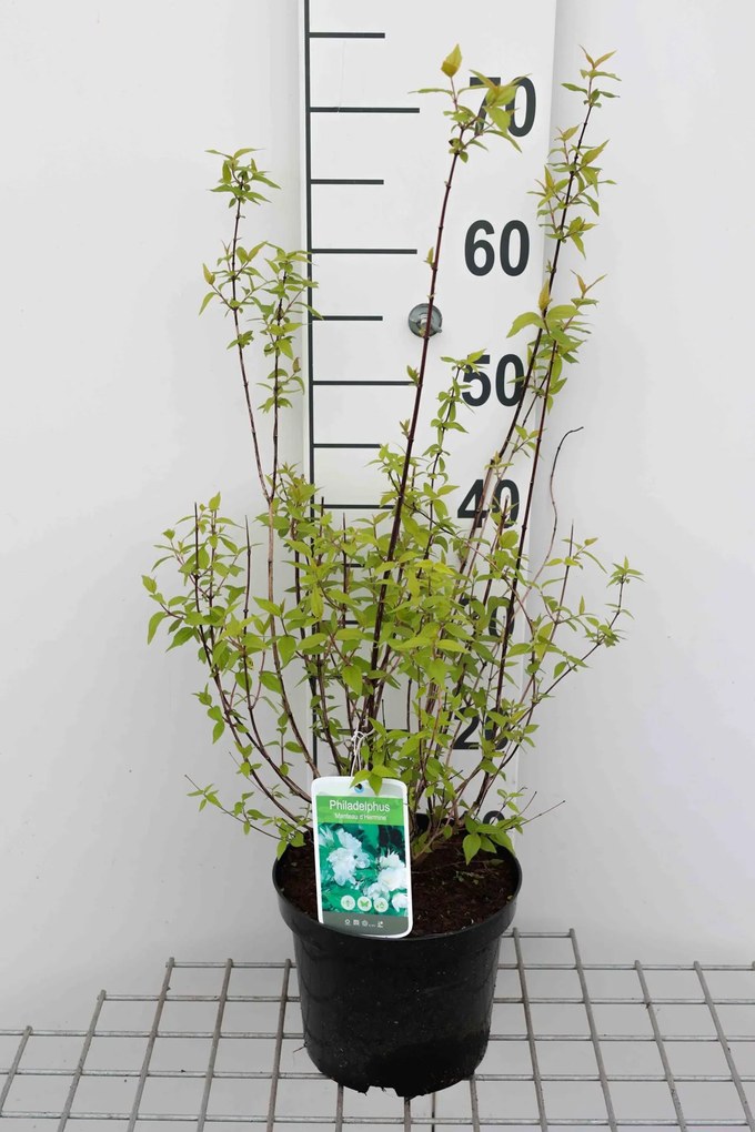 Philadelphus 'Manteau d'Hermine' - pot - 40-50 cm -