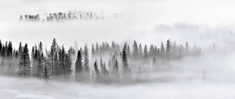 Foto Foggy Forest, Mei Xu