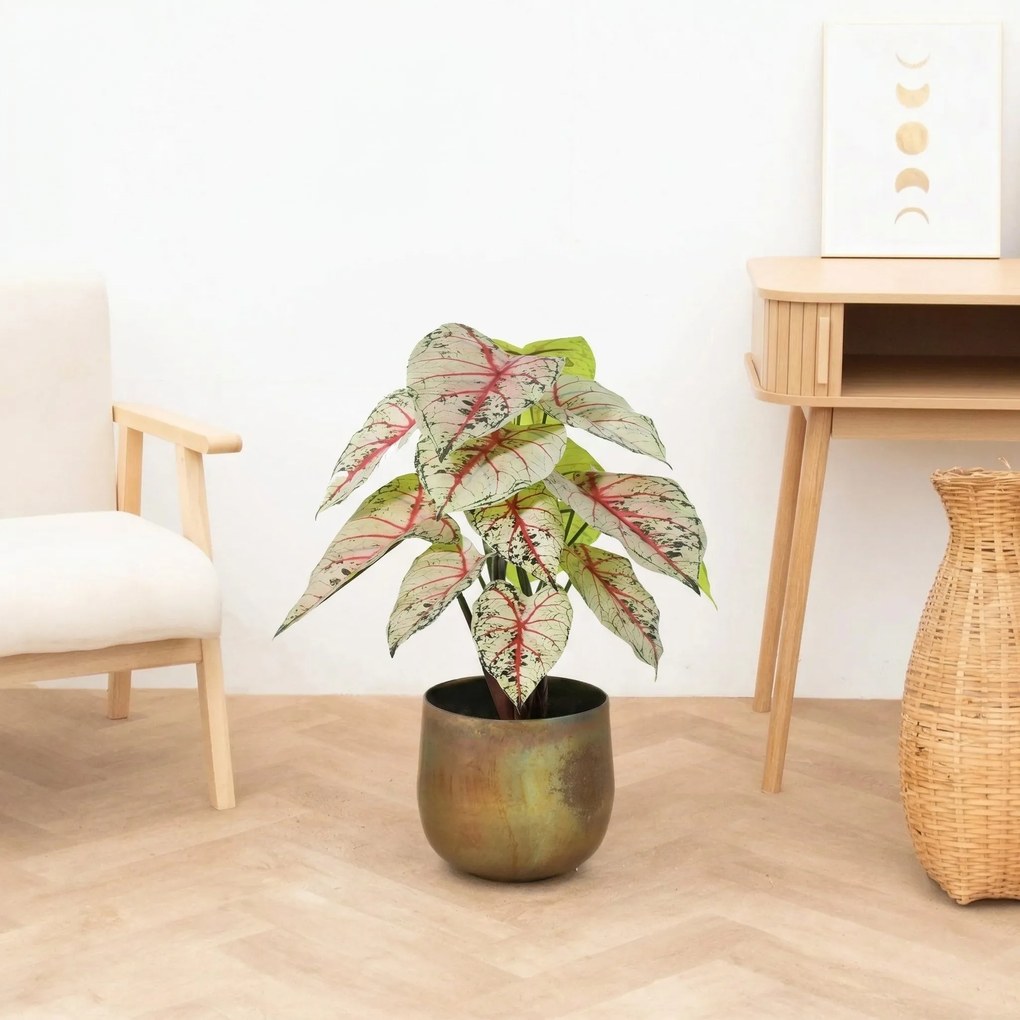 Kunst Caladium white / pink - 57cm