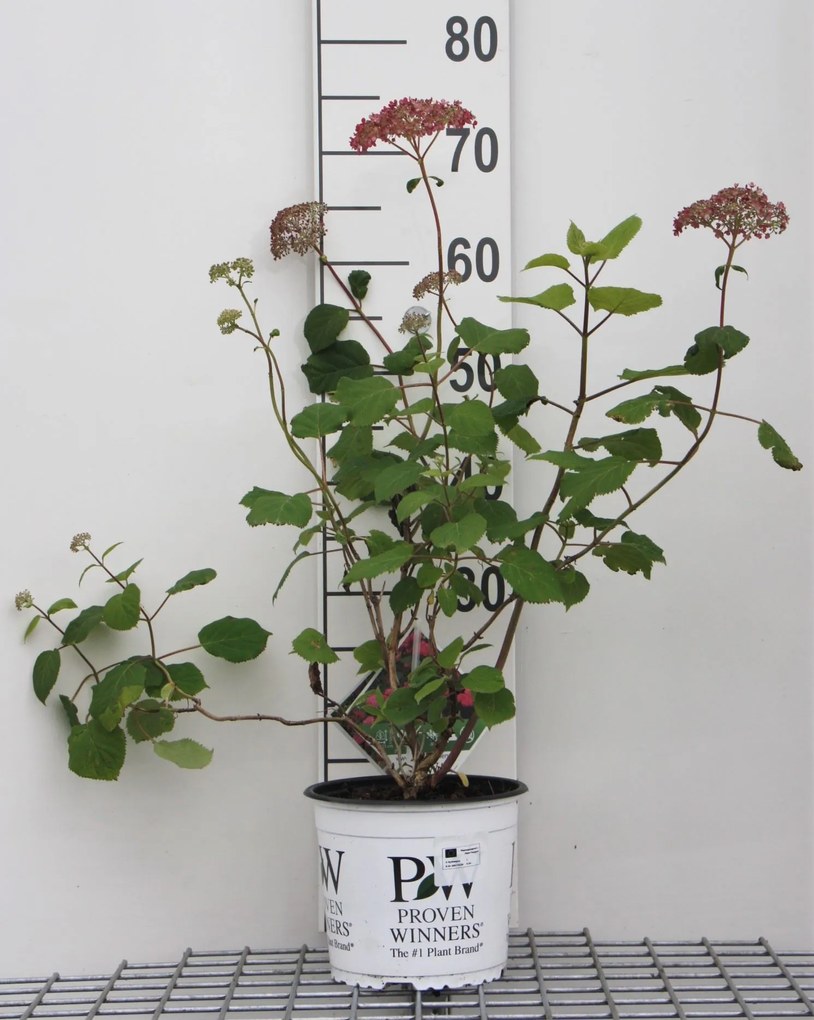Hydrangea arborescens 'NCHA1' (Invincibelle, Pink Annnabelle) - pot 3L