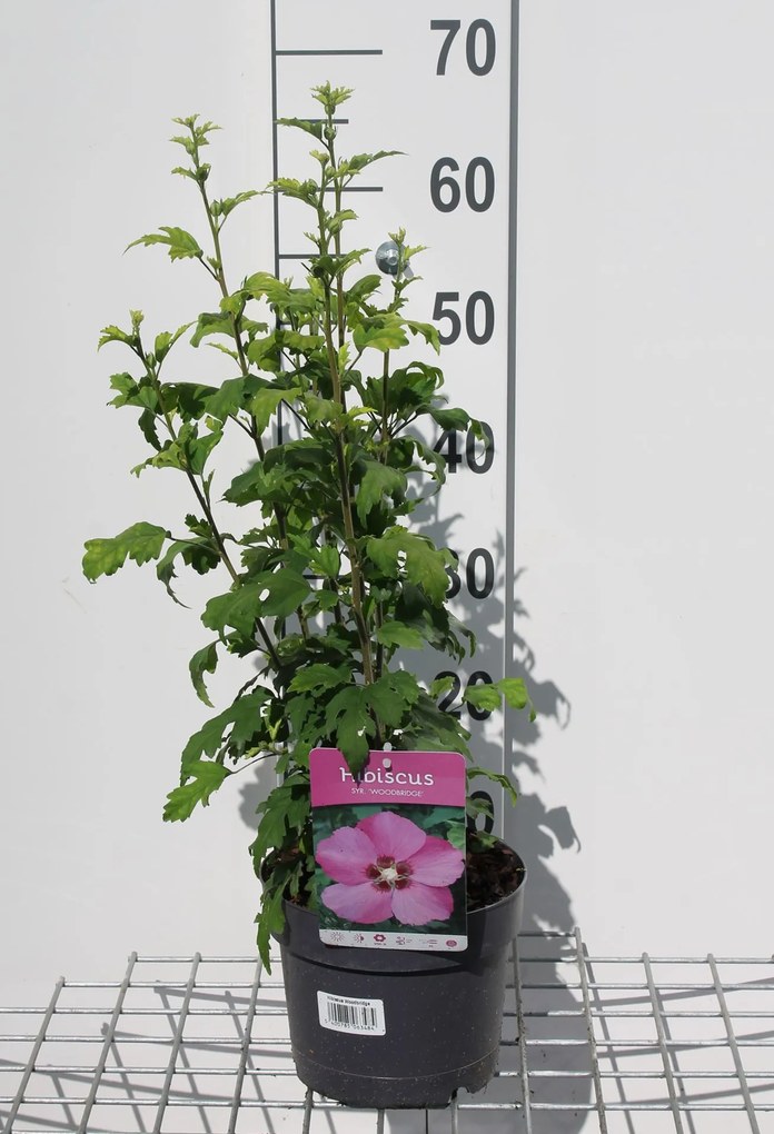 Hibiscus syriacus 'Woodbridge' - pot - 40-60 cm