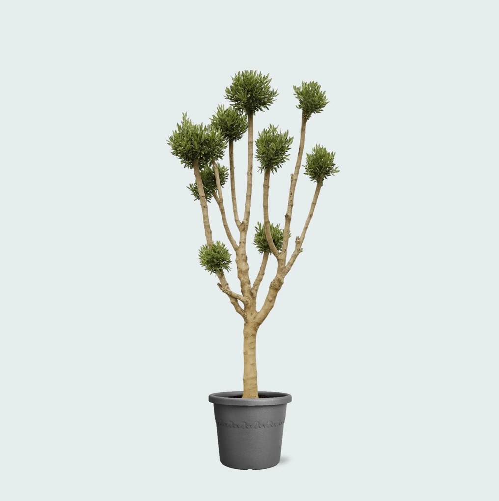 Olea Pom Pon XXL - 250cm