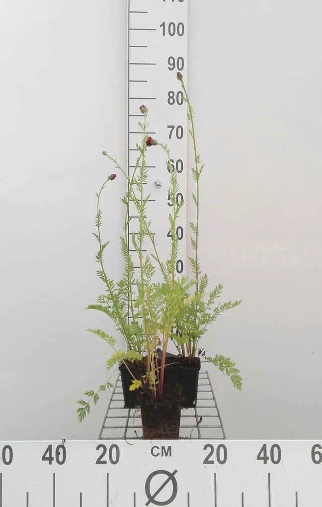 Tanacetum 'Robinson's Red' - pot 9x9 cm