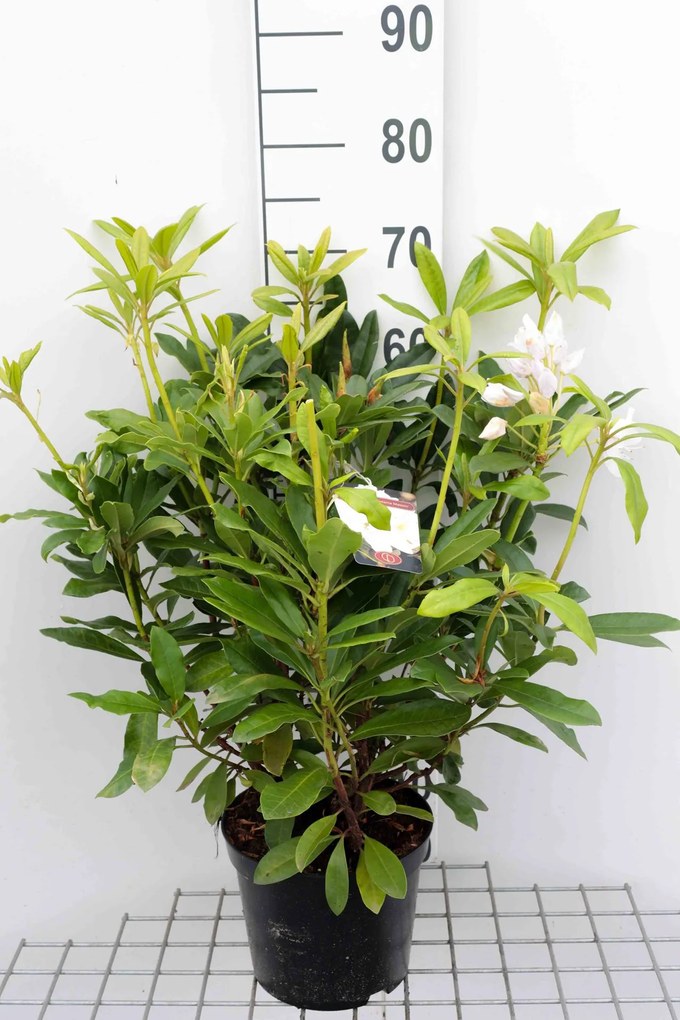 Rhododendron 'Madame Masson' - pot - 40-50 cm