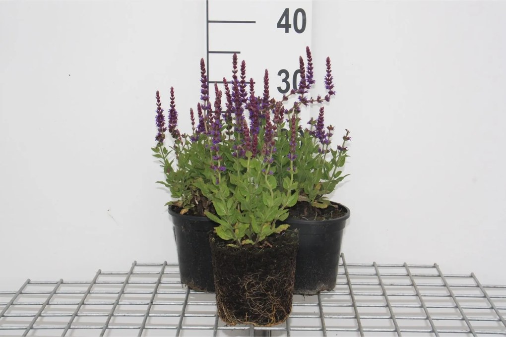 Salvia nemorosa 'Ostfriesland' - pot 2L -