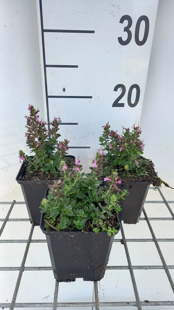 Teucrium chamaedrys 'Nanum' - pot 9x9 cm -