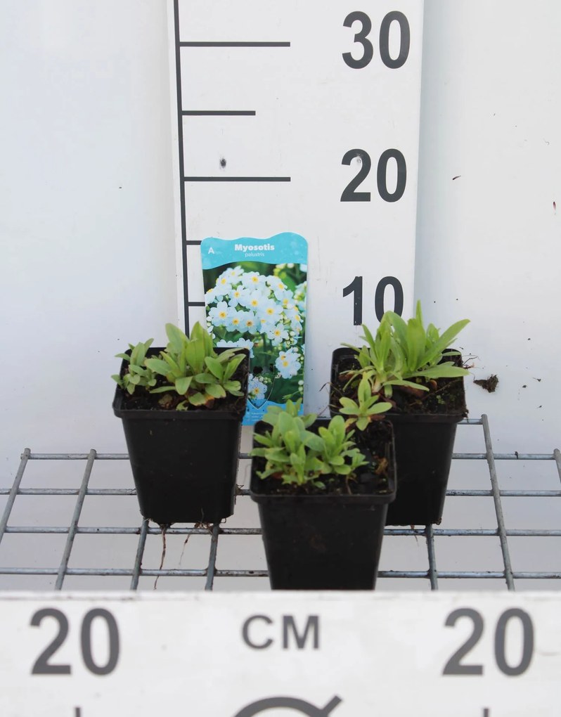 Myosotis palustris - pot 9x9 cm -