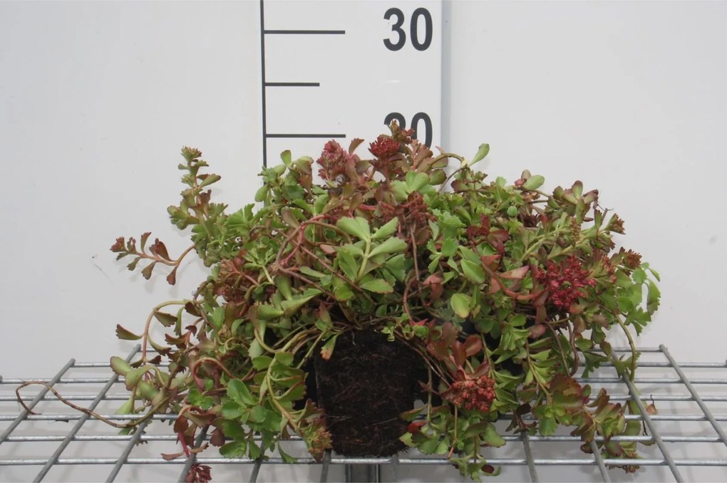 Sedum spurium 'Schorbuser Blut' - pot 9x9 cm -