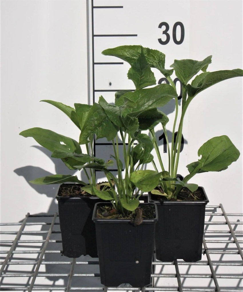 Echinacea purpurea 'Alba' - pot 9x9 cm -
