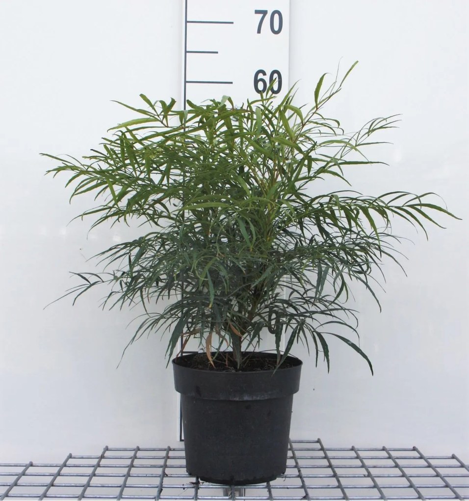 Mahonia eurybracteata 'Soft Caress' - pot 3L - 25-30 cm