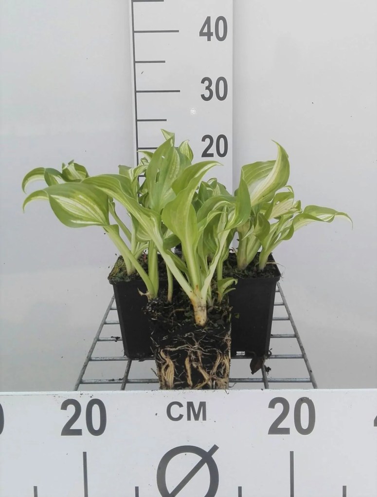 Hosta 'Undulata Mediovariegata' - pot 9x9 cm