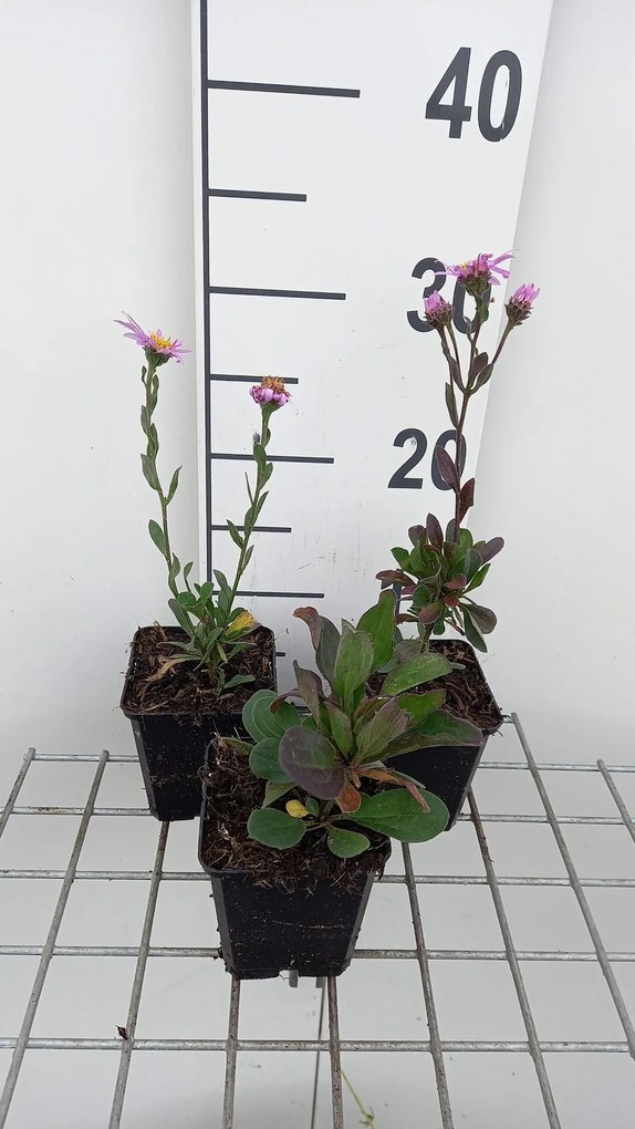 Aster amellus 'Rosa Erfüllung' - pot 9x9 cm