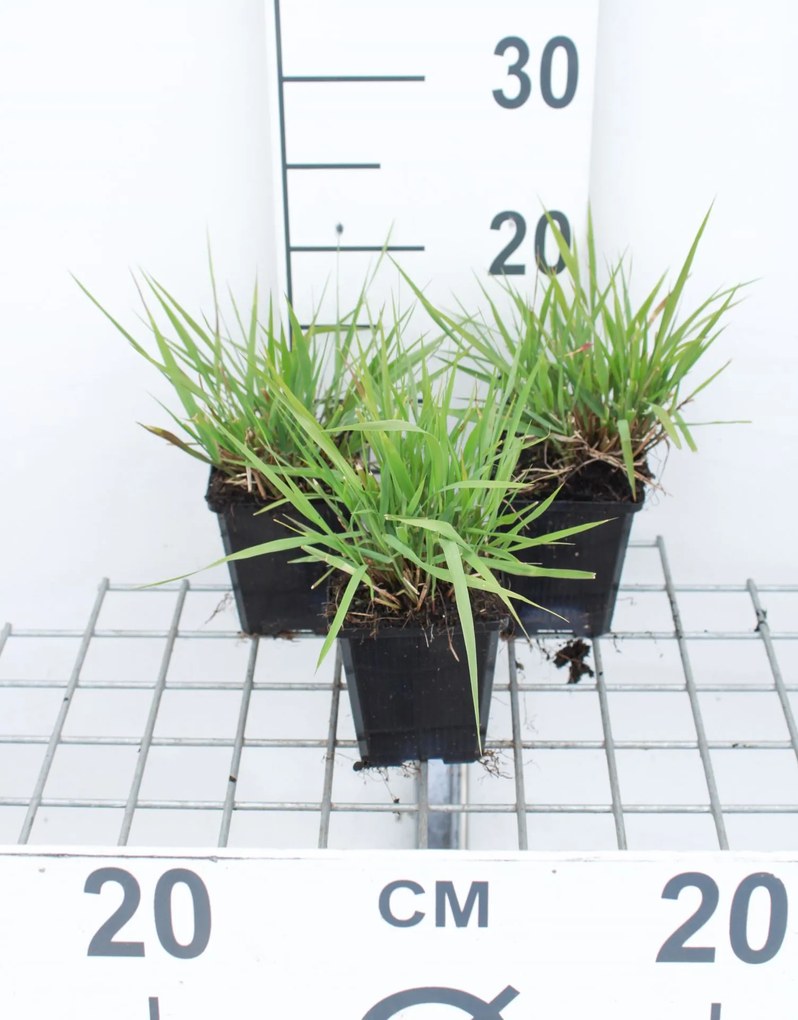Eragrostis spectabilis - pot 9x9 cm -