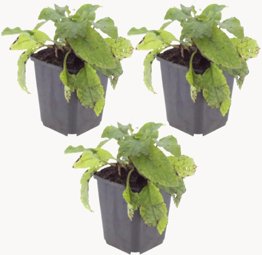 Planten Comfrey Symphytum Grandiflorum, 3-delig