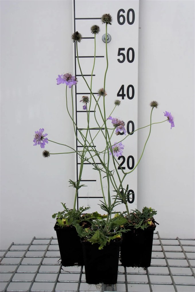 Scabiosa columbaria 'Butterfly Blue' - pot 9x9 cm -