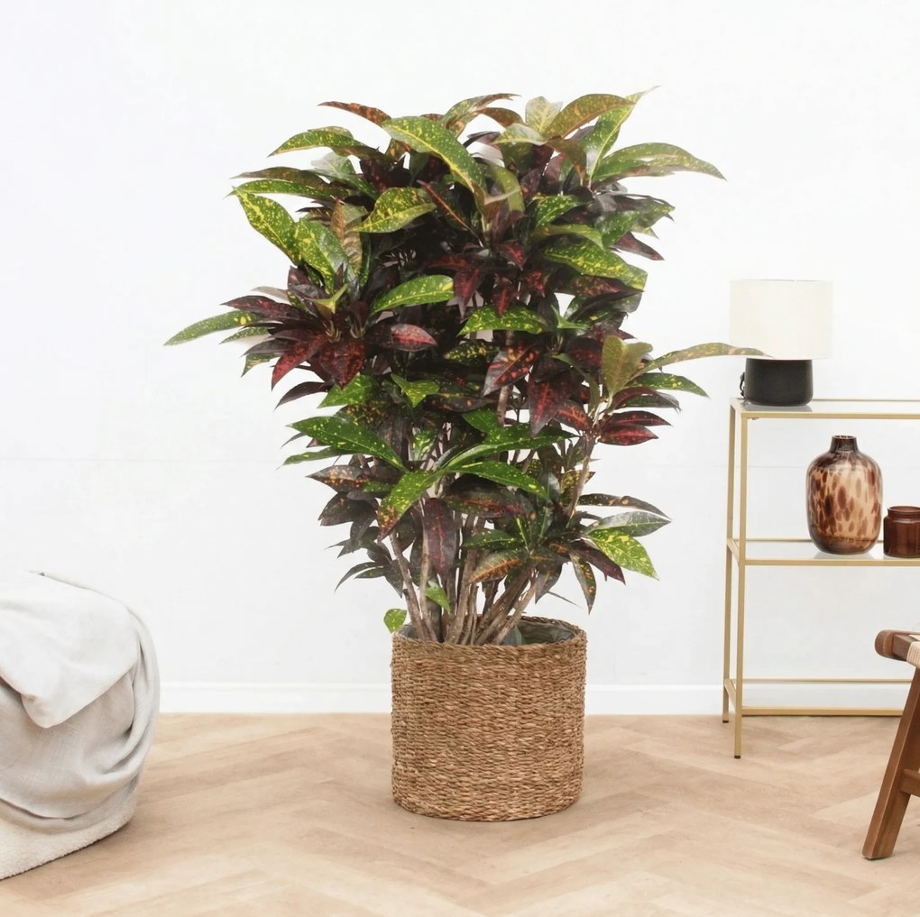 Codiaeum Freckles - 120 cm