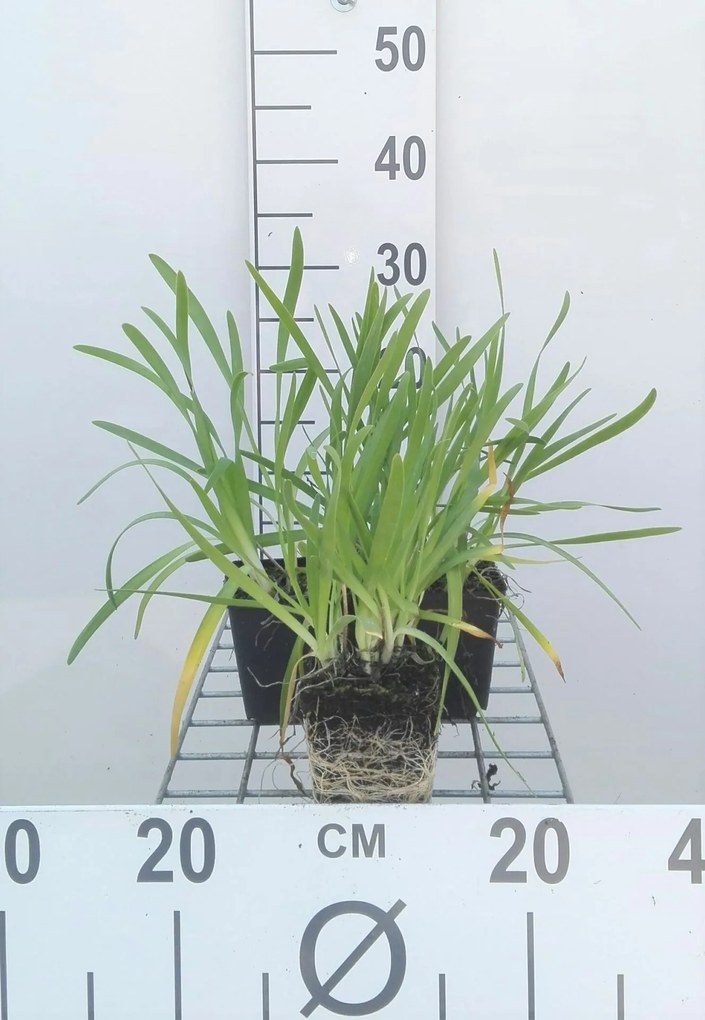 Allium senescens - pot 9x9 cm