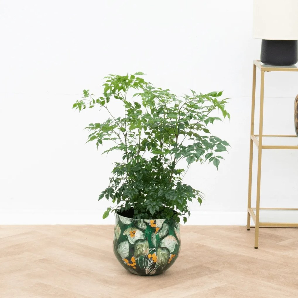 Radermachera Hainanensis - 70cm