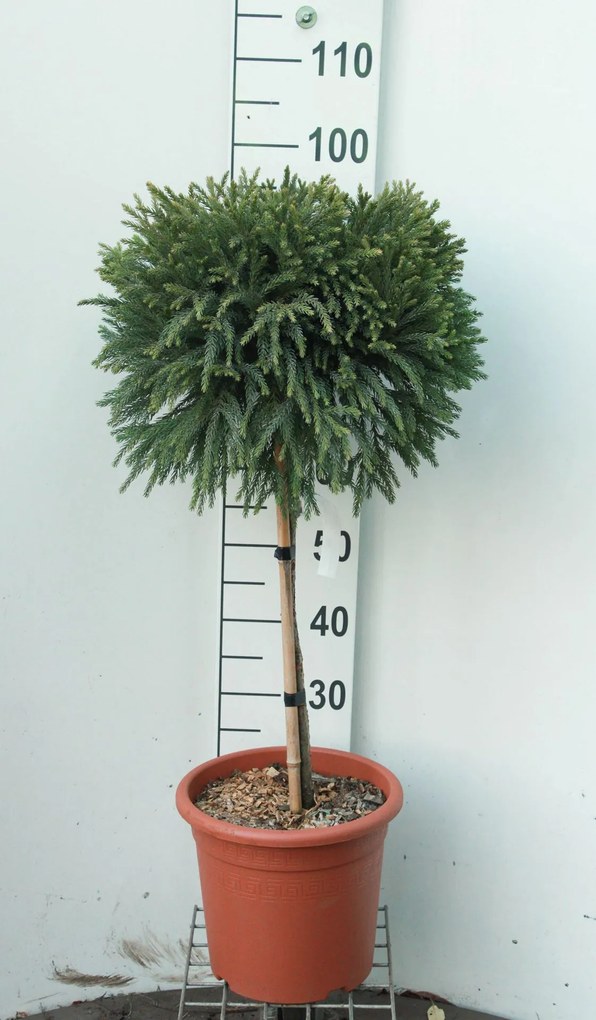 Cryptomeria japonica'Globosa Nana'- pot 9L - geënt op stam