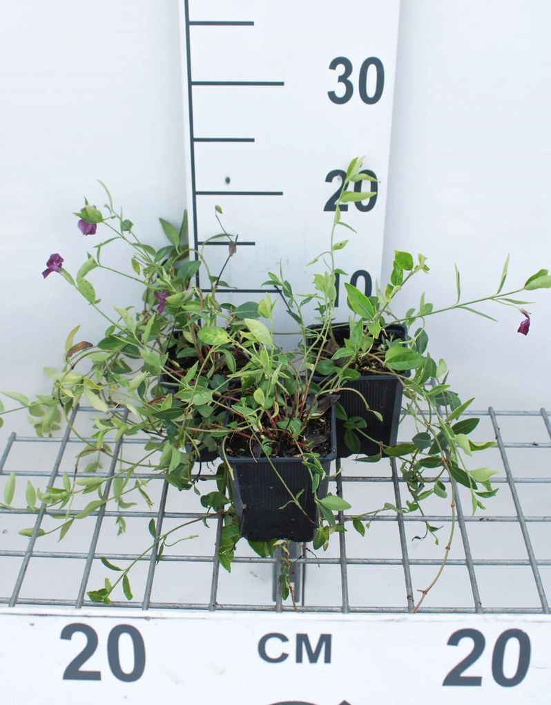 Vinca minor 'Atropurpurea' - pot 9x9 cm