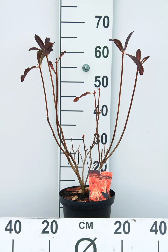 Rhododendron molle - pot - 40-50 cm