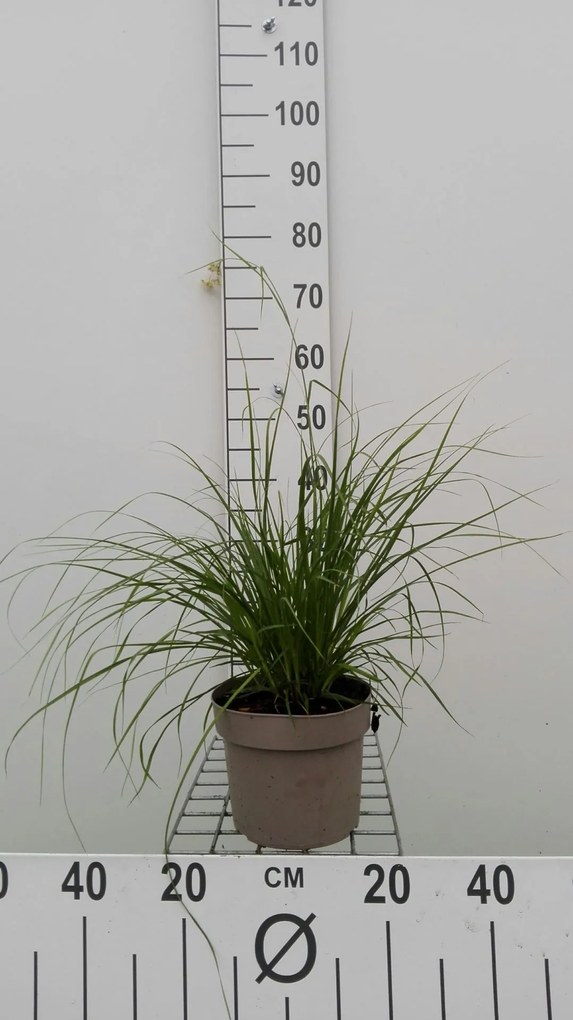Luzula nivea - pot 3L