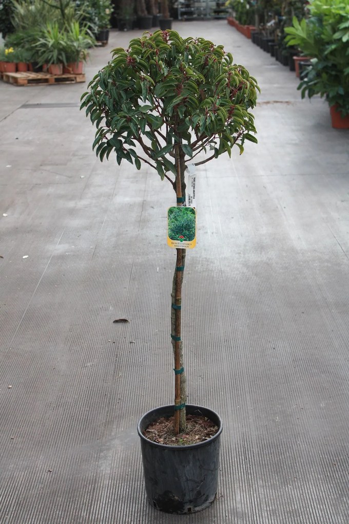 Prunus lusitanica 'Angustifolia' - pot 12L - halfstam boom
