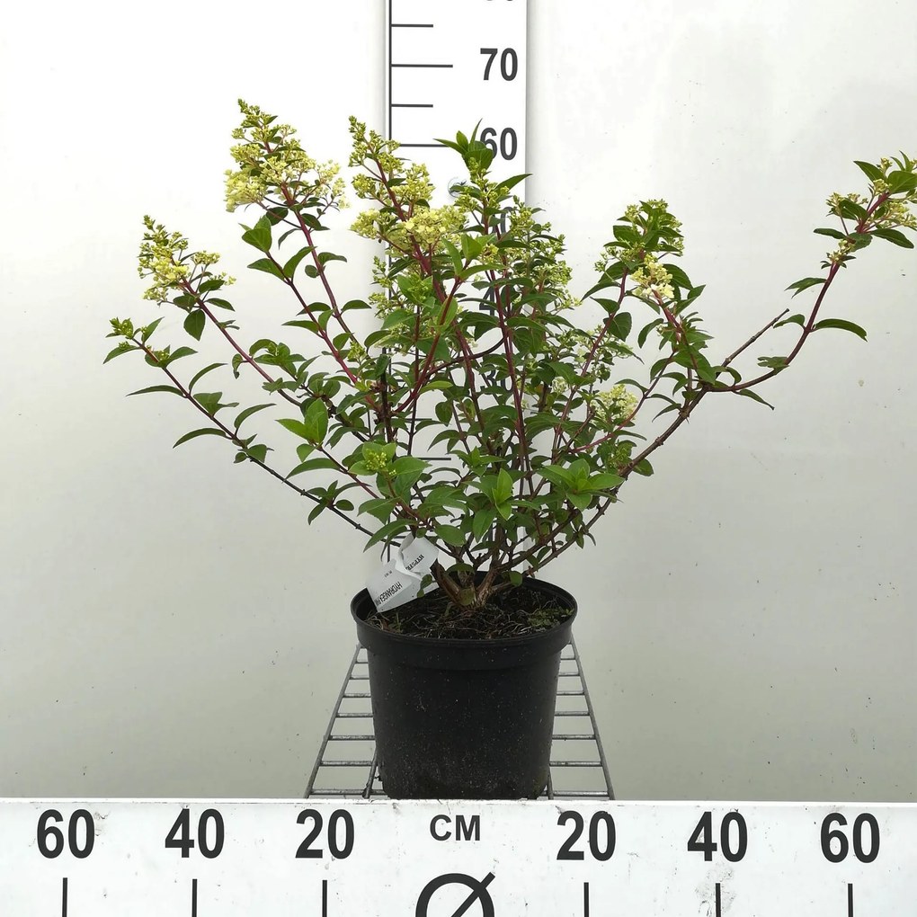 Hydrangea paniculata 'Rensun' (Sundae Fraise) - pot - 40-50 cm