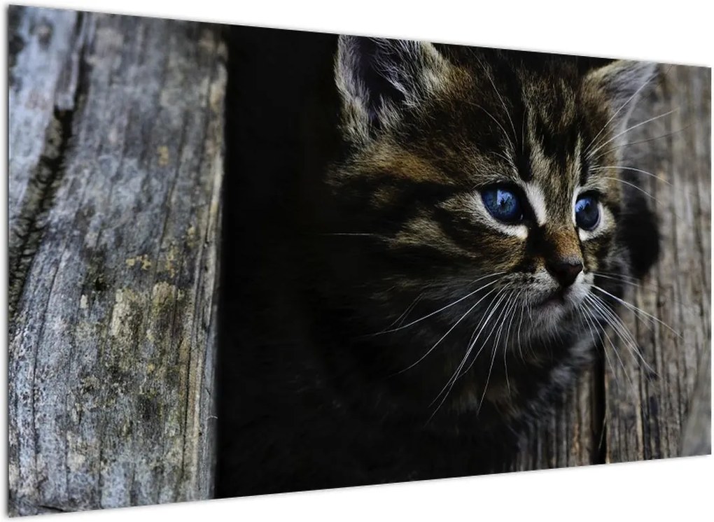 Schilderij - Kitten (), 40 andere afmetingen