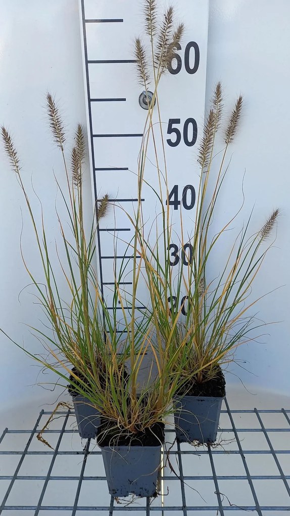 Pennisetum alopecuroides 'Goldstrich' - pot 9x9 cm