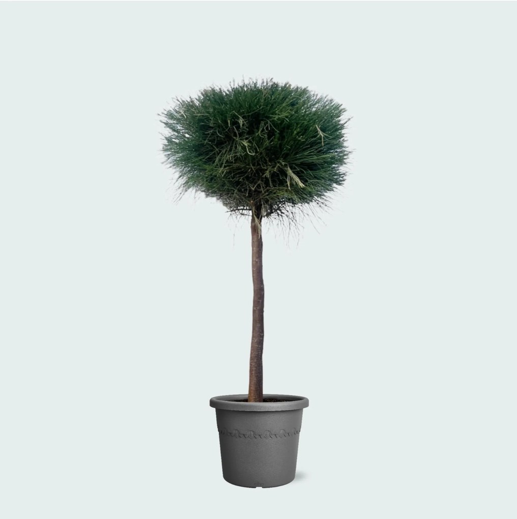 Pinus Caserarina - 180 cm