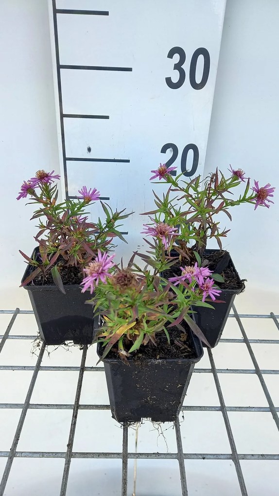 Aster 'Alice Haslam' - pot 9x9 cm