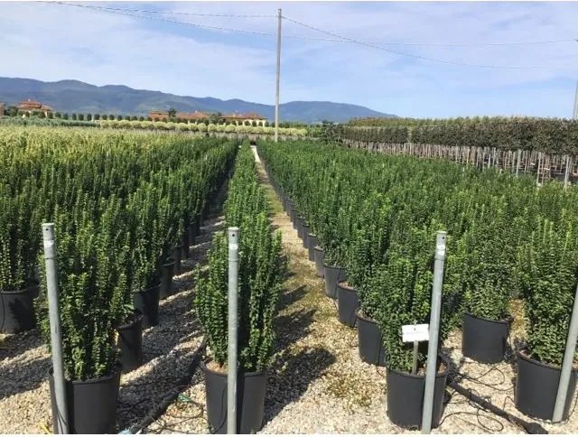 Euonymus japonicus 'Green Spire' - pot 18L - 80-100 cm