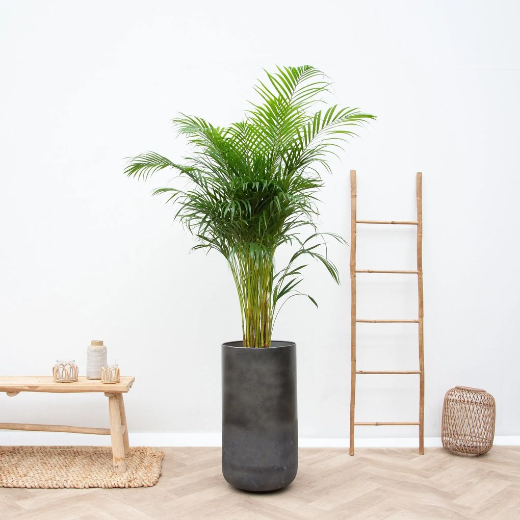 Combi deal -Dypsis Lutescens (Areca palm) inclusief vaas Elisa Mystic - 190cm