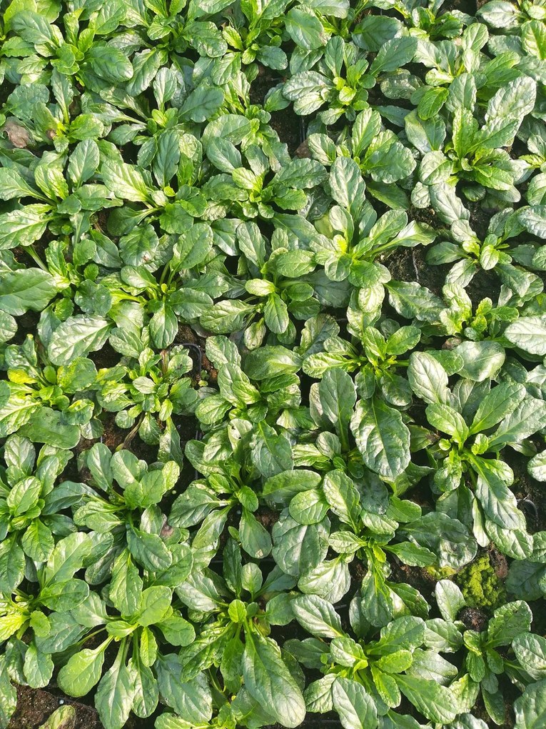 Ajuga reptans 'Sanne' - pot 9x9 cm