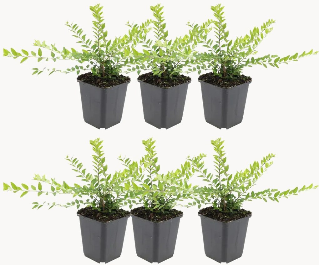 Planten Kamperfoelie Lonicera nitida Maigrün, 6-delig
