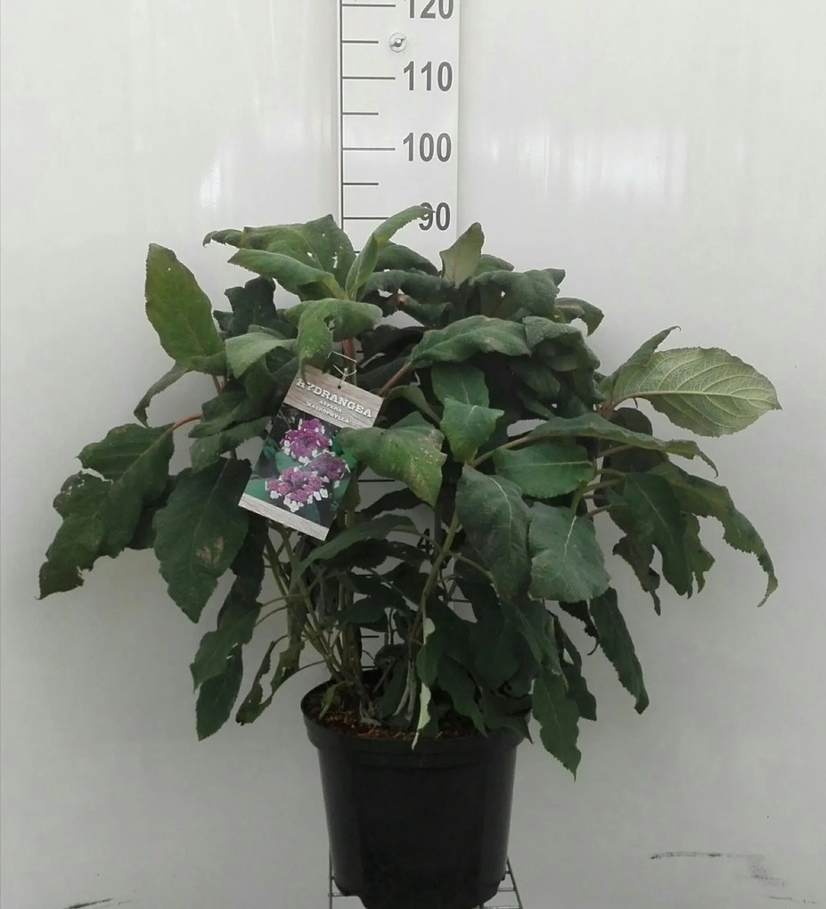 Hydrangea aspera'Macrophylla'- pot 12L - 60-80 cm