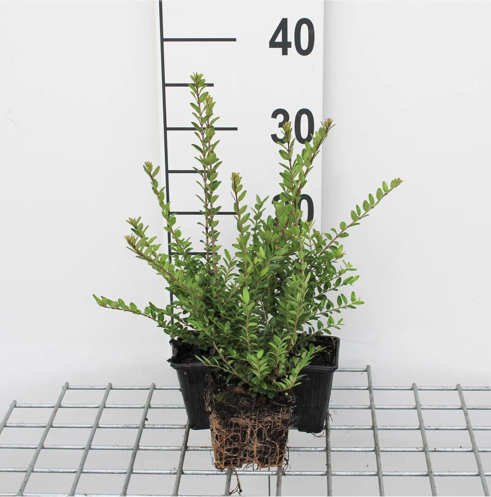 Lonicera nitida 'Elegant' - Chinese Kamperfoelie - pot 9x9 cm - 15-20 cm -
