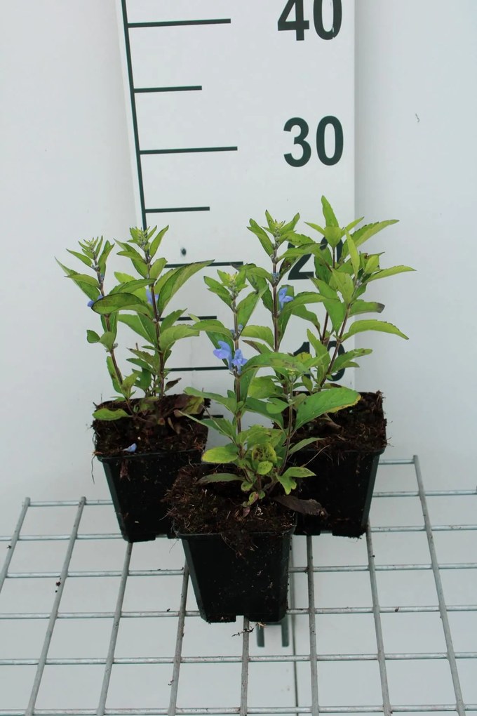 Scutellaria incana - pot 9x9 cm