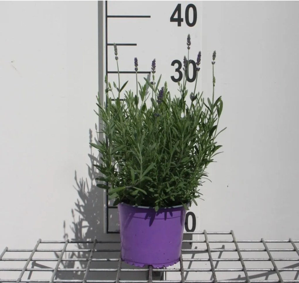 Lavandula angustifolia 'Hidcote' - pot 1,5L (Lavendel) -