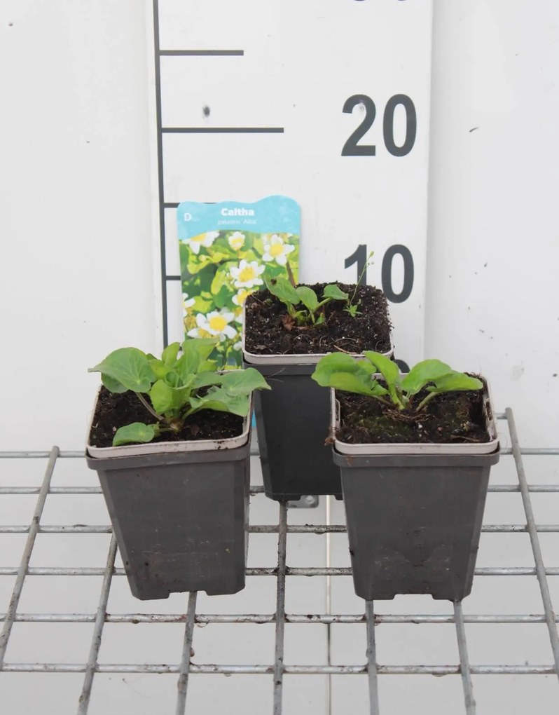 Caltha palustris var. alba - pot 9x9 cm -