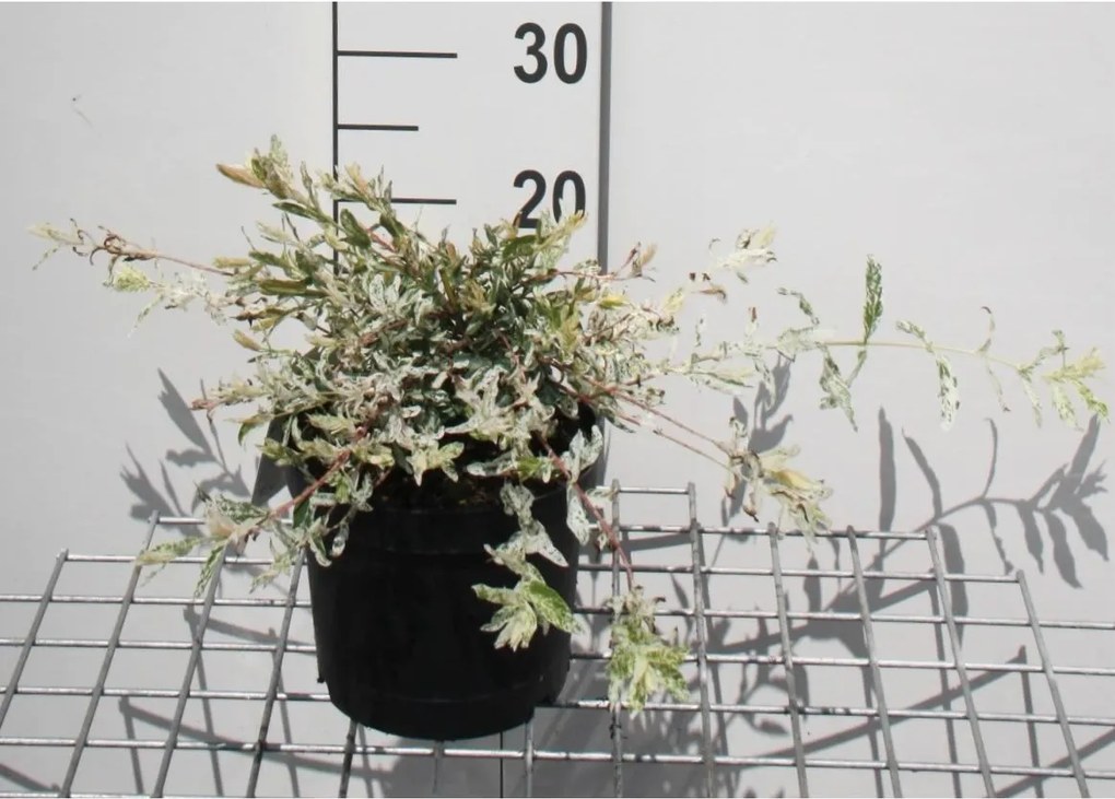 Salix integra 'Hakuro-nishiki' - pot - 40-50 cm