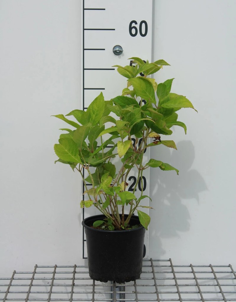 Hydrangea macrophylla 'Bouquet Rose' - pot - 25-30 cm