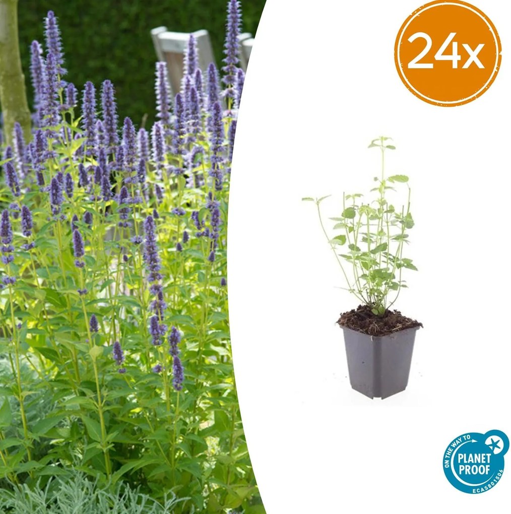 Agastache 'Black Adder' - 20cm