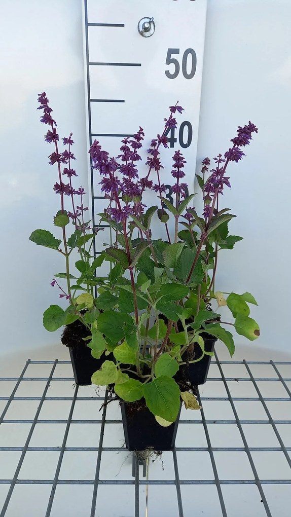 Salvia verticillata 'Endless Love' - pot 9x9 cm